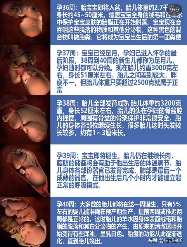 孕期1-40周胎儿发育详细过程，彩色3D图版，了解一下