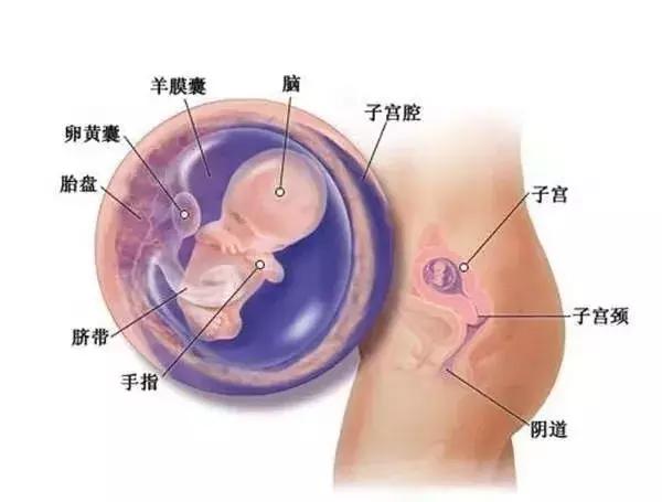 0-40各孕周胎儿所需营养和发育重点，干货收藏
