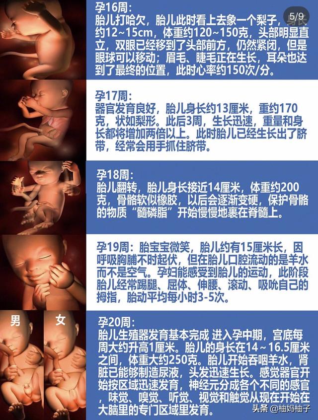 孕期1-40周胎儿发育详细过程，彩色3D图版，了解一下