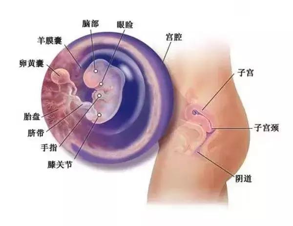 0-40各孕周胎儿所需营养和发育重点，干货收藏