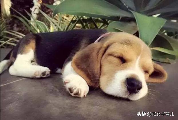 产后累成狗却一点没瘦，与体质有关？还有这2点原因