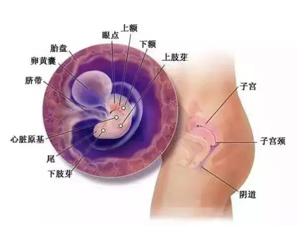 0-40各孕周胎儿所需营养和发育重点，干货收藏