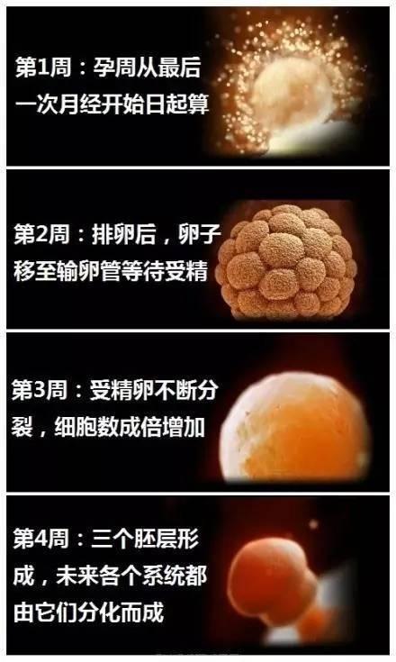 怀孕40周，胎儿每周发育情况是怎样的？看完你就涨知识了