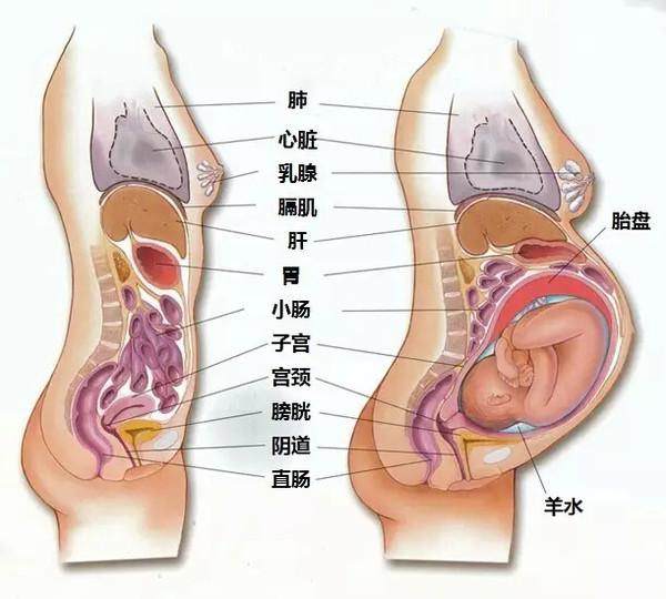 孕妈&quot;便秘&quot;遭丈夫吐槽，看完&quot;孕妇内脏挤压图&quot;，老公自惭形秽