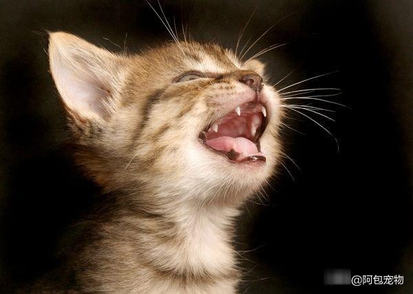 关于猫咪的牙齿，你不知道的10件事