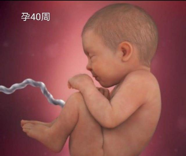 胎儿最后一个月会长多少斤？