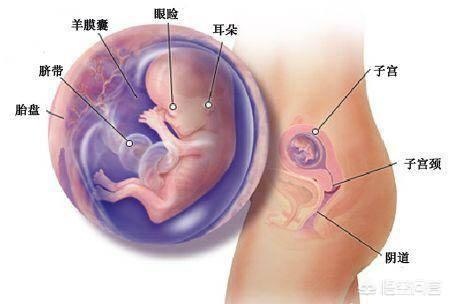 为什么女人可以怀孕呢？