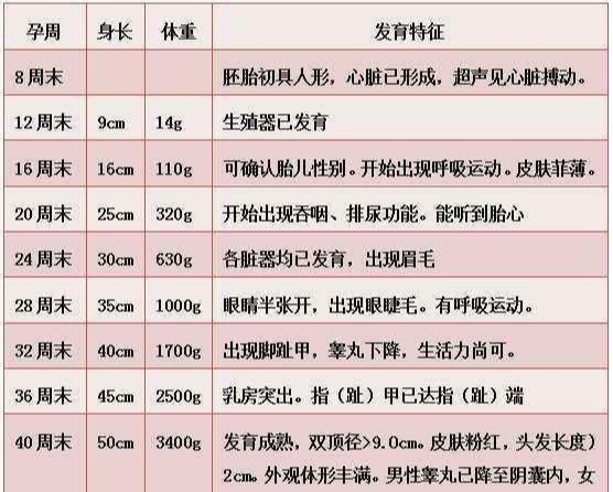 胎儿最后一个月会长多少斤？