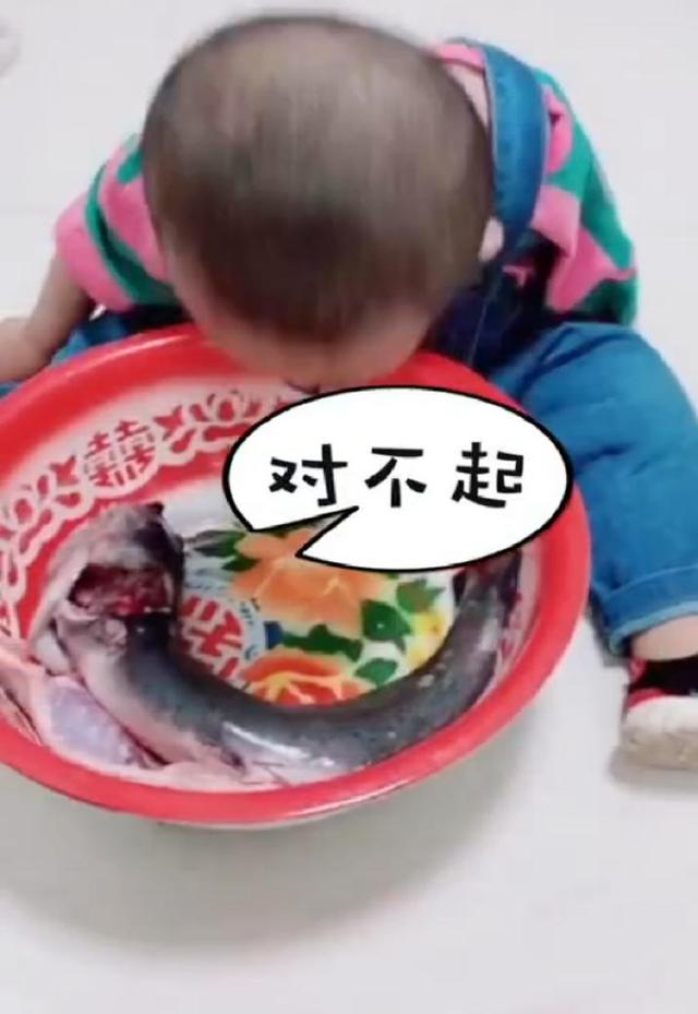 2岁宝宝看到要被吃的鱼狂道歉，妈妈：孩子连说半个小时对不起