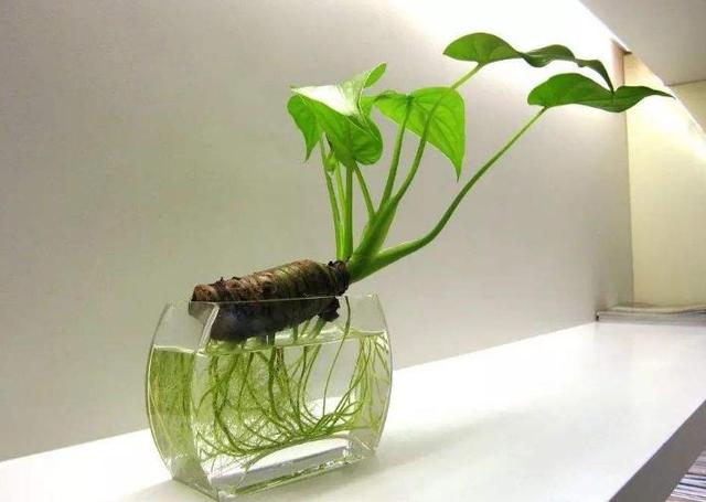 家里有小孩，这几种花先别养了，看看你家养了几种？