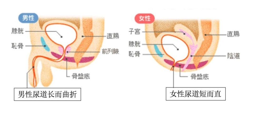 为什么女生尿尿需要纸巾擦，而男生不用？不能学男生抖抖吗？
