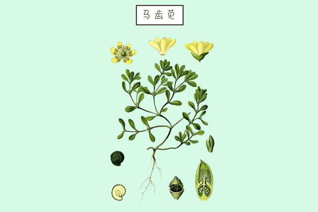 ?女性怀孕期间，多摄入这些食物可能会损害宝宝健康，特别是这种