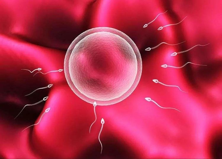 从排卵到怀孕，需要几天？3种“感觉”告诉你，成功怀孕了！