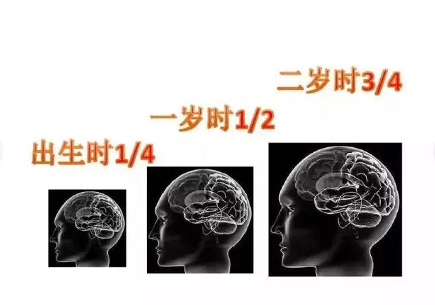 为什么说孕期营养很关键？抓住胎儿智力发育3关键期，宝宝更聪明