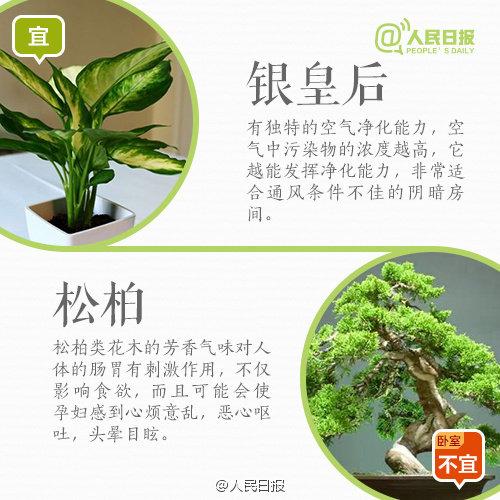 怀孕禁忌：孕妇家里养花，9宜9忌，有些花再好看，家里也不要有