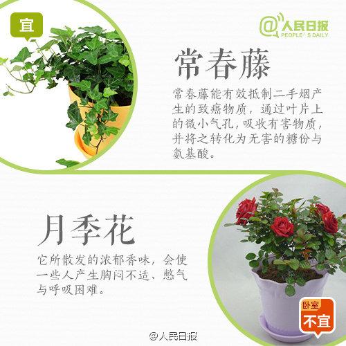怀孕禁忌：孕妇家里养花，9宜9忌，有些花再好看，家里也不要有