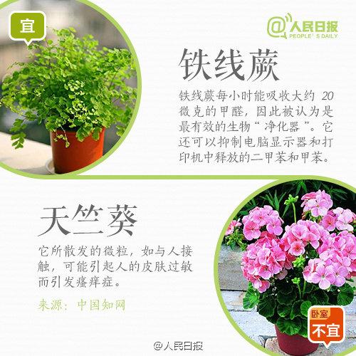 怀孕禁忌：孕妇家里养花，9宜9忌，有些花再好看，家里也不要有