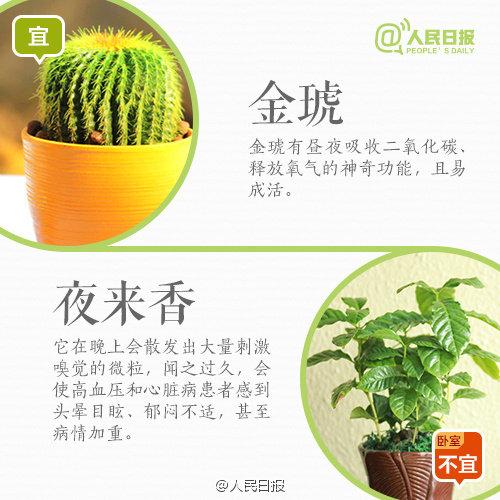 怀孕禁忌：孕妇家里养花，9宜9忌，有些花再好看，家里也不要有