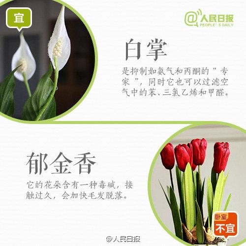 怀孕禁忌：孕妇家里养花，9宜9忌，有些花再好看，家里也不要有