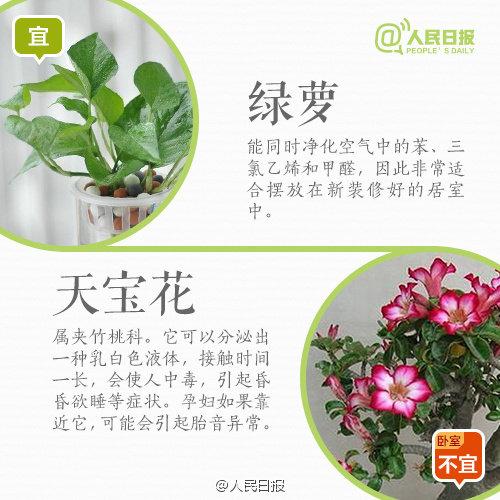 怀孕禁忌：孕妇家里养花，9宜9忌，有些花再好看，家里也不要有