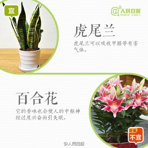 怀孕禁忌：孕妇家里养花，9宜9忌，有些花再好看，家里也不要有