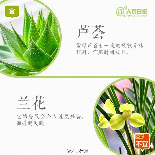 怀孕禁忌：孕妇家里养花，9宜9忌，有些花再好看，家里也不要有