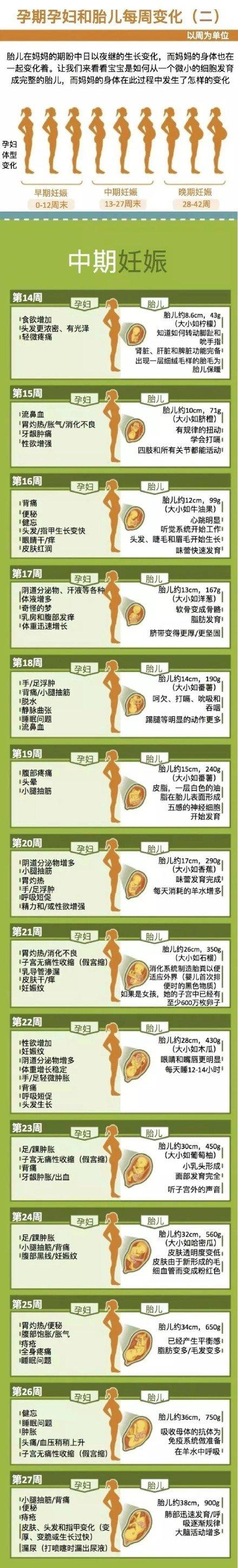 一图读懂：不同孕期，孕妇和胎儿的变化，很直观哦！太神奇了！