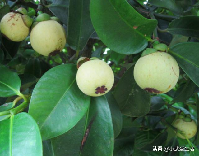 生长于热带地区,是热带常见的果树之一,并且在马来西亚,新加坡和泰国