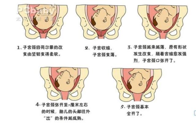 妈妈分娩时，疼的“死去活来”，胎宝啥感受？看完可要忍住别笑