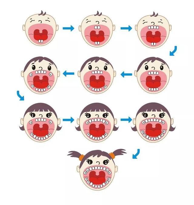 这是小宝宝的长牙顺序哦！你家宝宝开始长牙了吗？