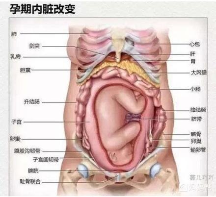 怀孕后，胎儿体型逐渐变大，孕妈的内脏有什么变化？看完心疼宝妈