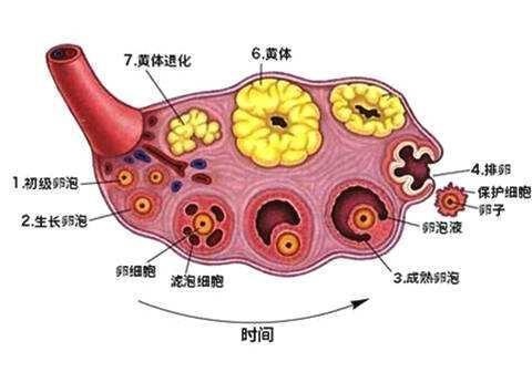 月经周期21天和35天，会有哪些不同？这3个方面差别很大！