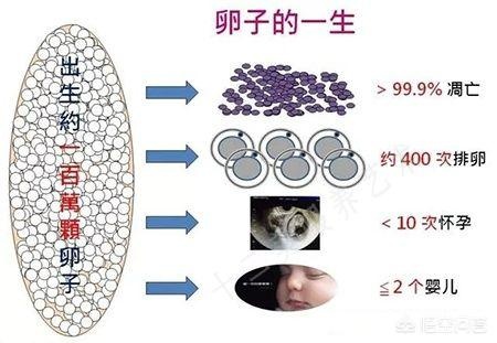 女人一生最多能怀孕多少次，最多能生多少个孩子？