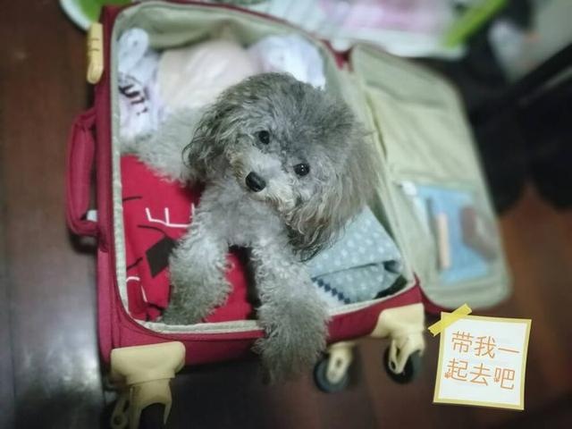 每次出去旅游，总是放心不下狗娃