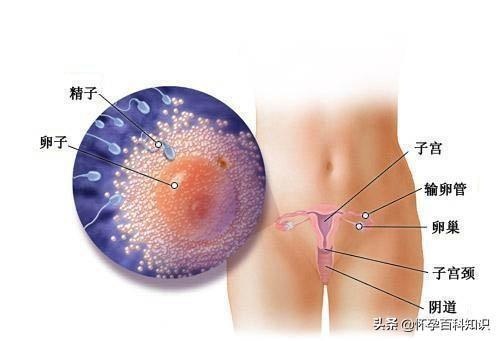 好神奇！图解胎儿发育的全过程，原来每个小生命都是这样诞生的