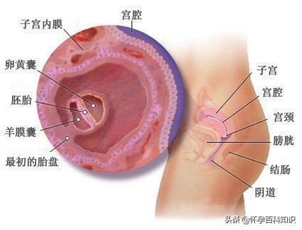 好神奇！图解胎儿发育的全过程，原来每个小生命都是这样诞生的