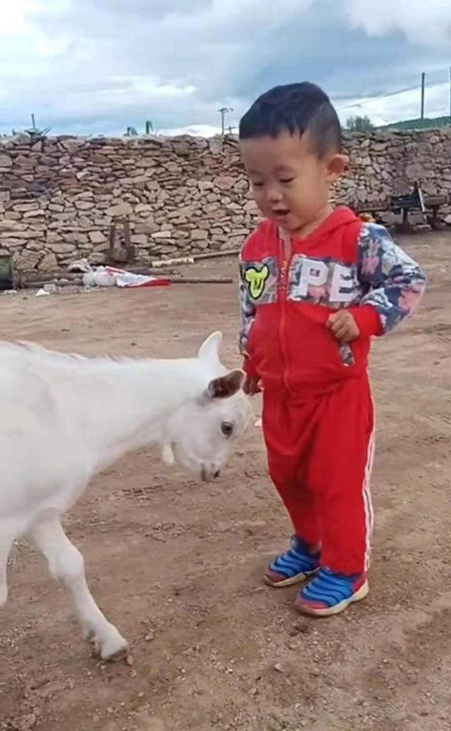 儿子被送回老家过暑假，每天都要与小羊羔过招，结果成了“知己”