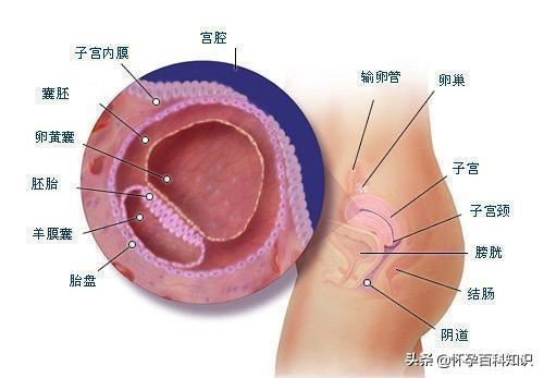 好神奇！图解胎儿发育的全过程，原来每个小生命都是这样诞生的