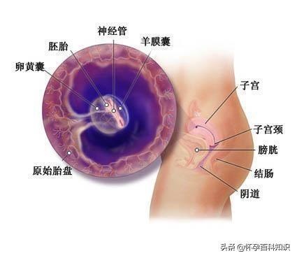 好神奇！图解胎儿发育的全过程，原来每个小生命都是这样诞生的