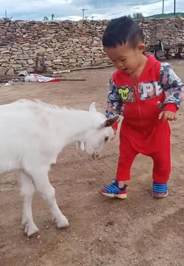儿子被送回老家过暑假，每天都要与小羊羔过招，结果成了“知己”