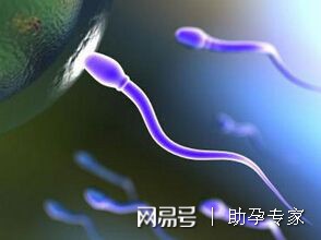 别让抗精子抗体阻碍了你的好“孕”气？
