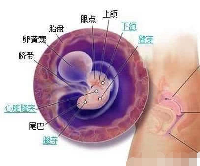 一般孕妇多少天长胎心、胎芽？在此期间应该注意哪些问题？