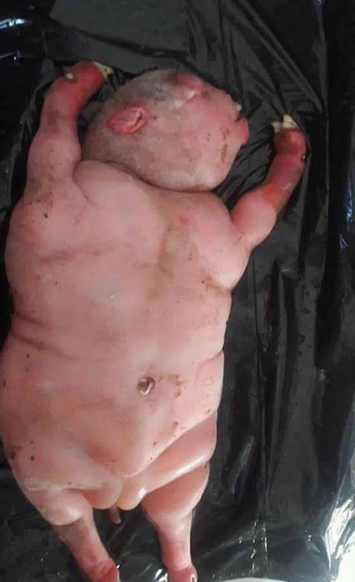 母羊生下畸形死胎，居民猜测其亲爹难道是人类，事实很意外