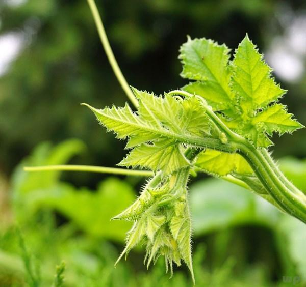 �ļ��������Ŷ����Ƽ�����ʳ�Ӫ����ζ���ô����