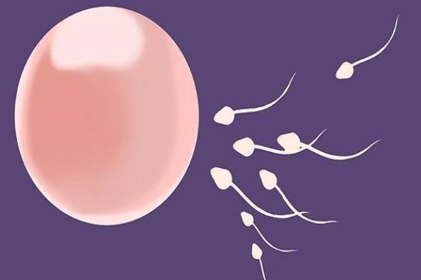 女生体内，没和卵子牵手的“小蝌蚪”都去哪了，说出来你可能不信