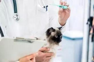 如何判断猫咪是否发烧，这两个测量方法建议你收藏