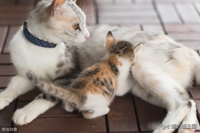 母猫绝育之后就不会子宫蓄脓了吗？如何预防？教你简单判断