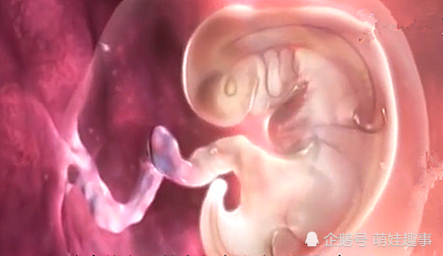 怀孕前3个月，胎宝这3件事就已经定型了，孕妈们早知道早打基础
