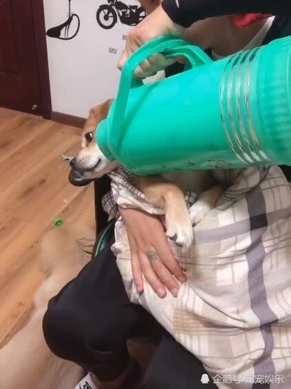 狗狗被当成婴儿，水壶被当成奶瓶，宝宝的待遇不一般