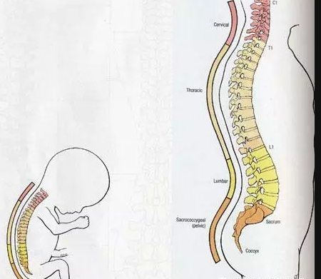 4大错误做法，影响宝宝“脊柱发育”，严重的会导致长不高